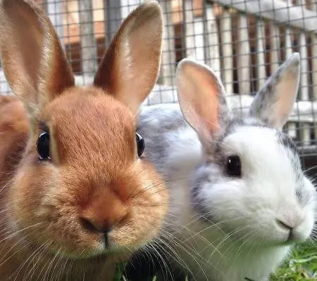 Castle Wellness Sosto 3*