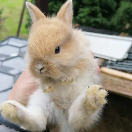 Alojamento de Acomodação e Pequeno-almoço Castle Wellness Sosto Nyíregyháza