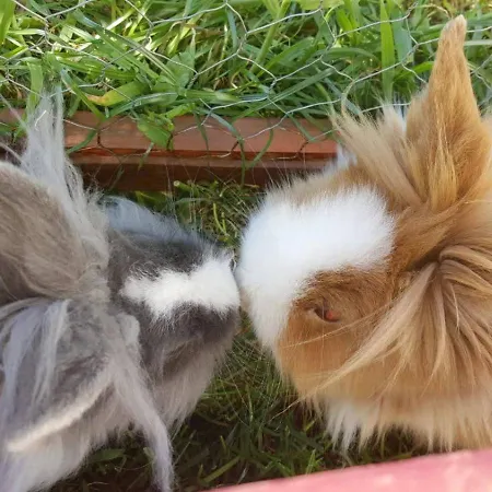 Alojamento de Acomodação e Pequeno-almoço Castle Wellness Sosto 3*