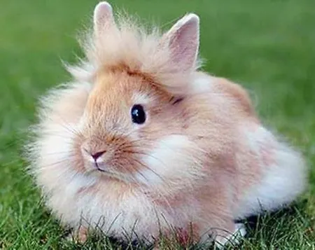 Castle Wellness Sosto 3* Nyíregyháza