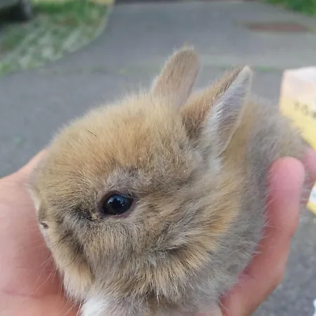 Castle Wellness Sosto Alojamento de Acomodação e Pequeno-almoço