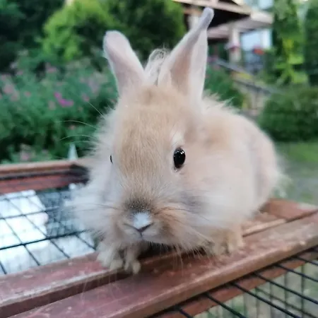 Castle Wellness Sosto 3* Nyíregyháza