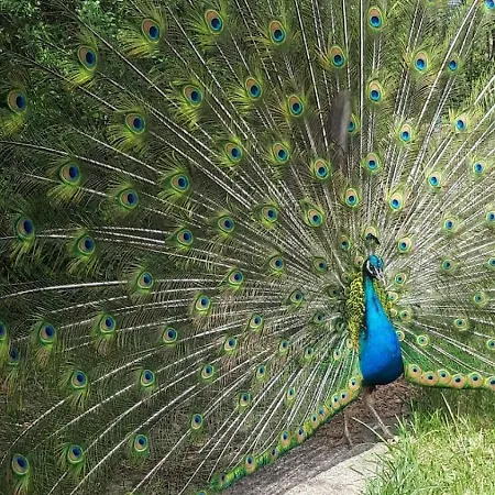 Castle Wellness Sosto Alojamento de Acomodação e Pequeno-almoço Nyíregyháza