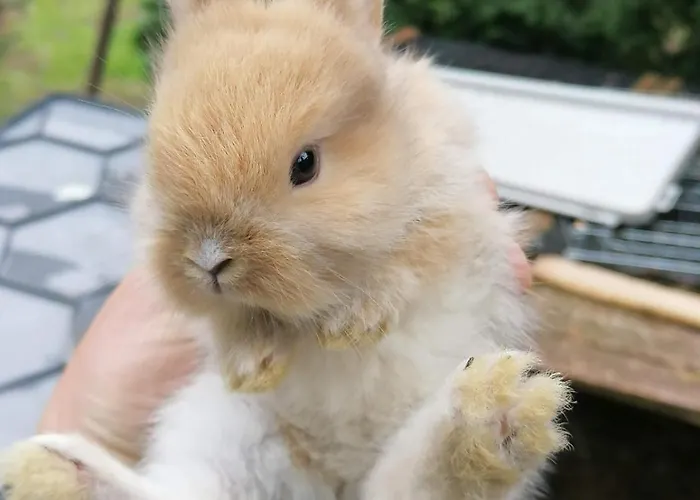 Panzió Castle Wellness Sosto Nyíregyháza