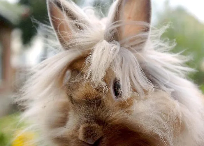 Castle Wellness Sosto