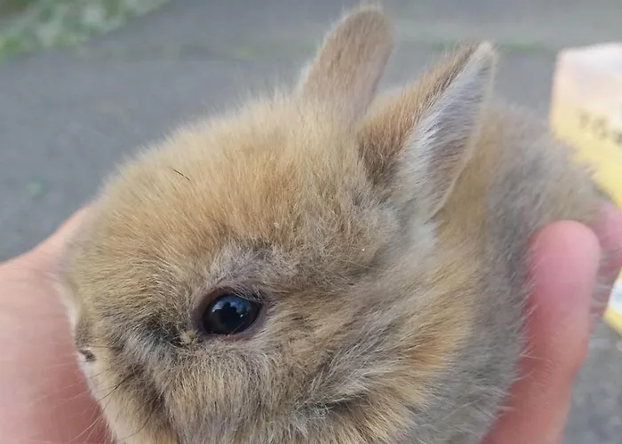 Castle Wellness Sosto Panzió