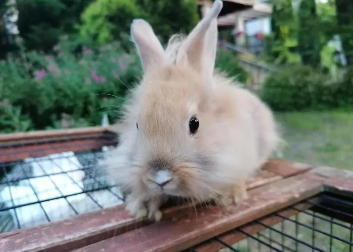 Castle Wellness Sosto 3* Nyíregyháza