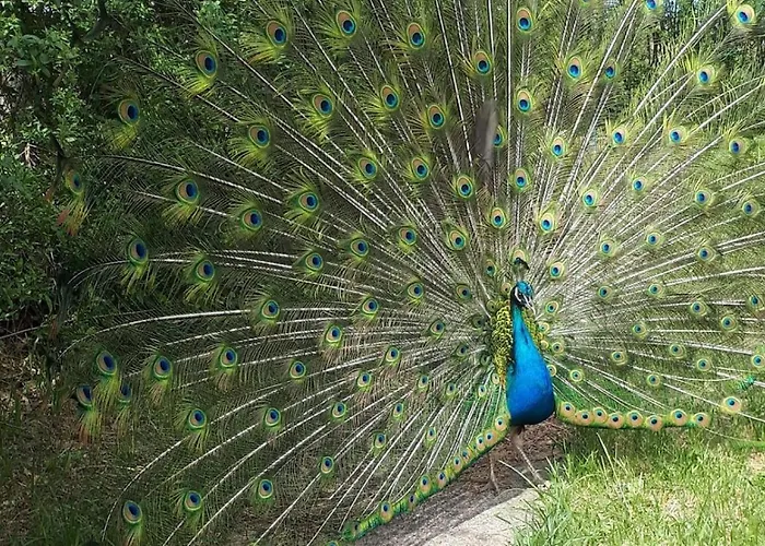Castle Wellness Sosto Panzió Nyíregyháza